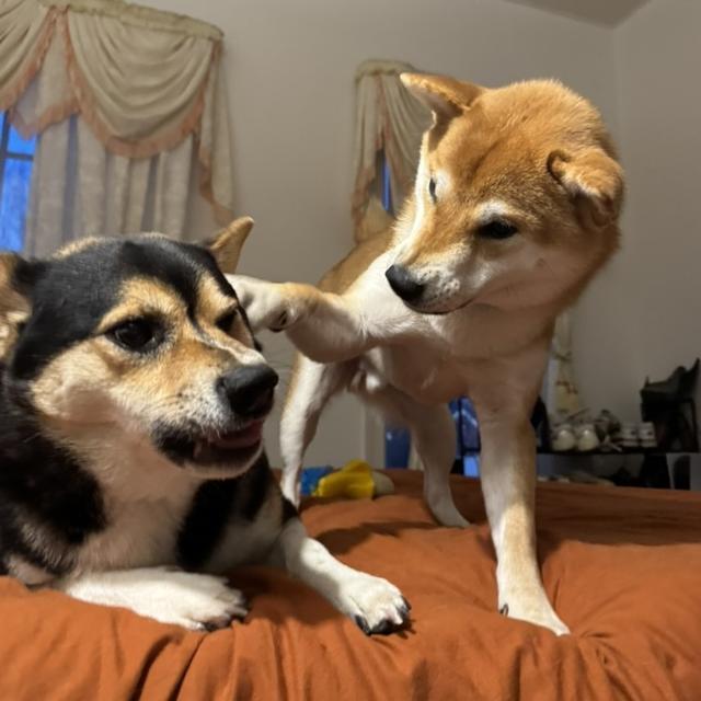 Tofu (left) and Taro (right)